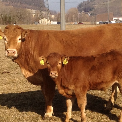 Slides_photo_vache
